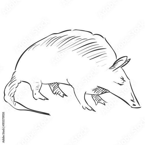 Pencil drawn rat