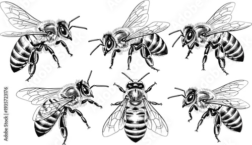 Detailed bee vector illustration set, black and white insect drawings, entomology design, biological insect study artwork, nature pollinator graphic, educational