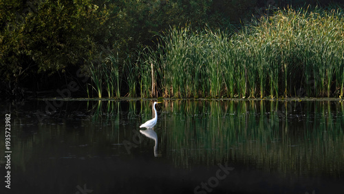 A solo Great Egret is wandering on the calm lake for prey.