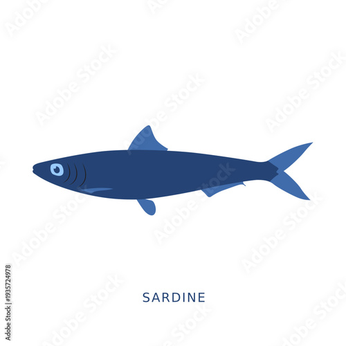 Sardine fish fishing animal