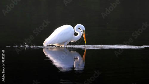 A solo Great Egret is wandering on the calm lake for prey.