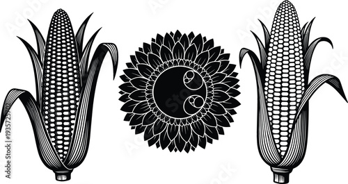 Detailed black and white woodcut vector illustration of corn on the cob ears and a geometric sunflower