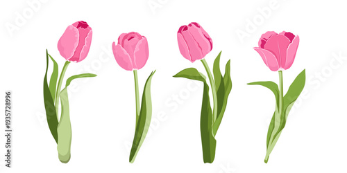 Pink tulips isolated. Hand drawn simple spring flowers. Pink tulips for your postcards, banners, web pages. 