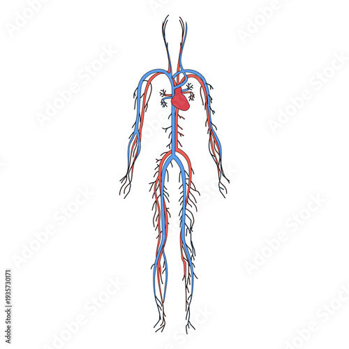 Cardiovascular system blood human body