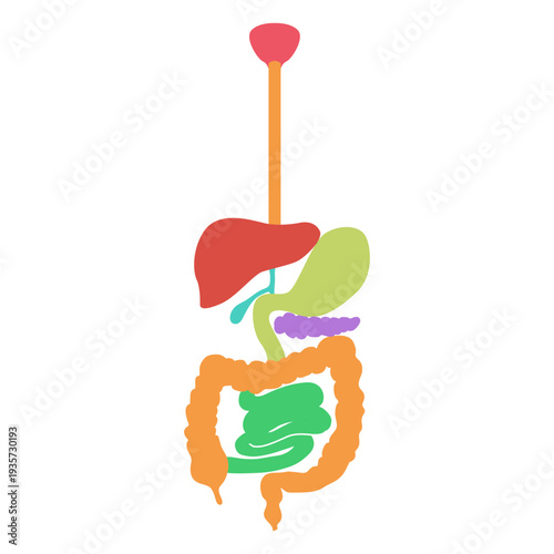 Digestive system human body