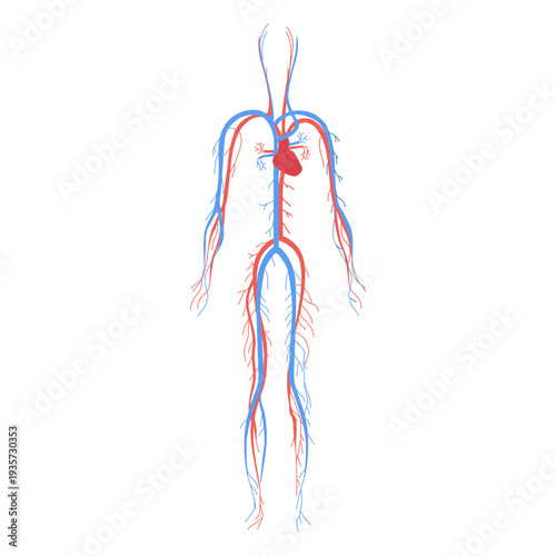 Health circulatory system blood human body