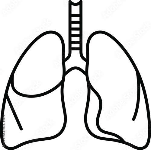 Anatomical diagram of human lungs and trachea