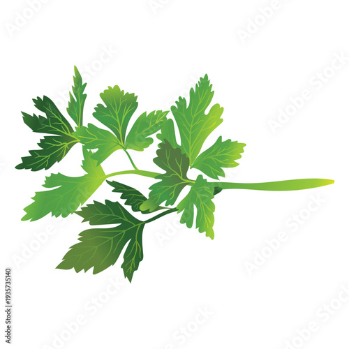Parsley herb illustration