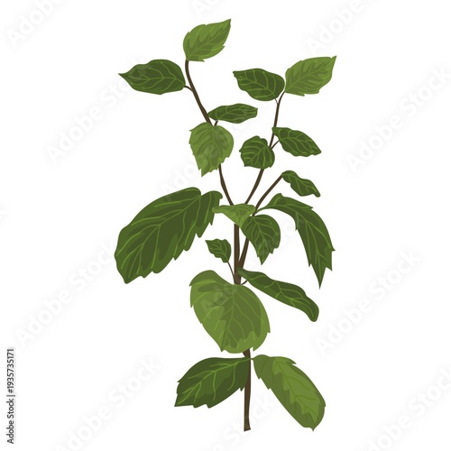 Mint mentha herb illustration