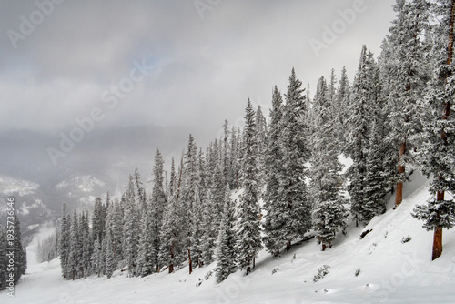 winter forest in the mountains, Keystone, Colorado