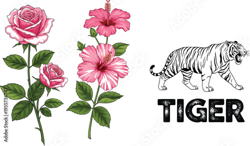 Rose and hibiscus flowers with roaring tiger illustration and bold tiger typography vector set combining botanical floral and wildlife design elements