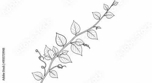 Elegant black and white sketch of a climbing plant with delicate leaves and tendrils