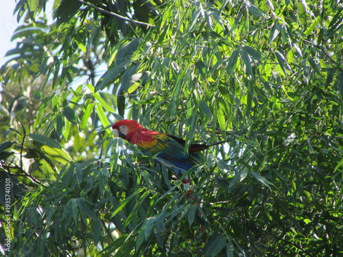 guacamayo de color rojo, amarillo y azul posado en un árbol