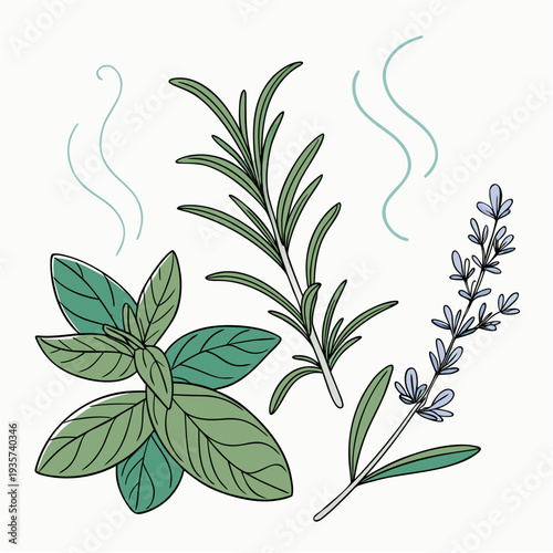 Aromatic Herbs Bundle