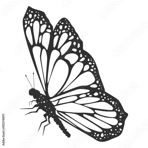 Monarch butterfly still silhouette