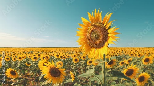 Sunflower Field Under a Clear Blue Sky on a Bright Sunny Day