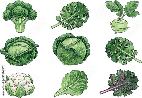 Green vegetable collection including broccoli, cabbage, cauliflower, kale and kohlrabi botanical illustrations, healthy organic food ingredient set isolated for cooking, nutrition design