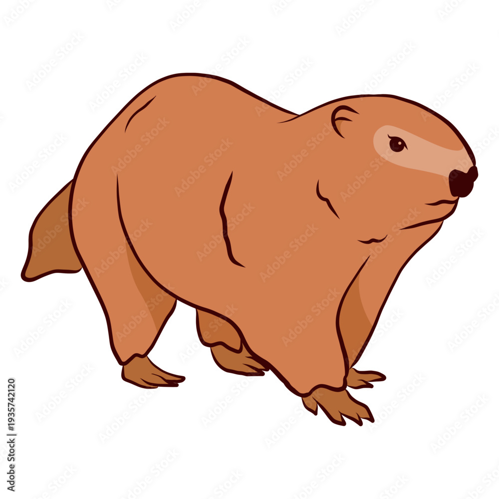 Obraz premium Ground hog marmot muzzle illustration