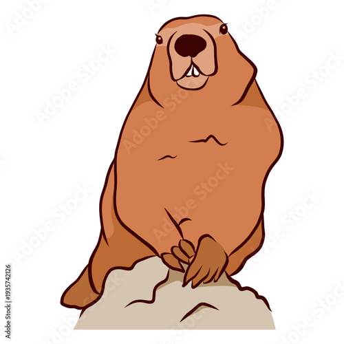 Ground hog marmot muzzle tooth illustration