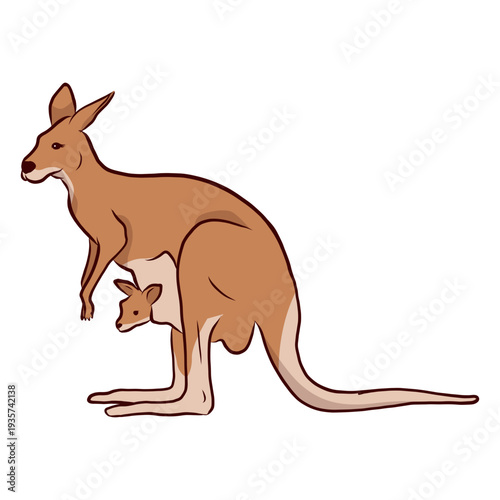 Kangaroo baby kangaroo ear tail leg illustration