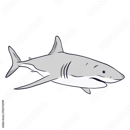 Shark gills fin tail illustration