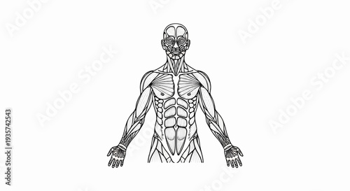 Detailed anatomical illustration of the human muscular system