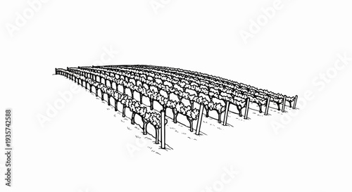 A sketch of grape vines growing in neat rows on a hillside