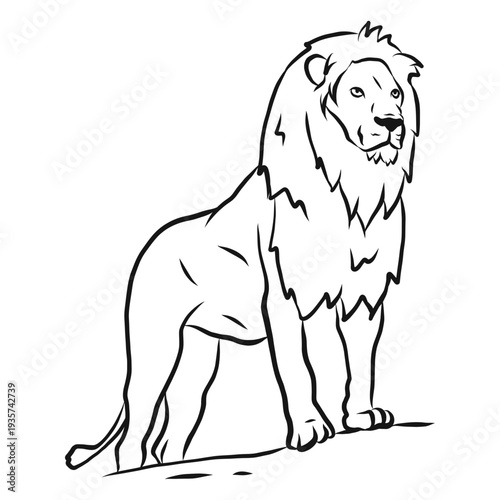 Lion mane king tail sketch