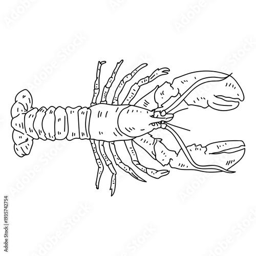 Lobster tail antenna claw stroke