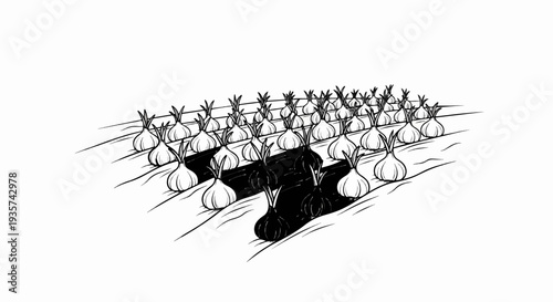 Stylized drawing of rows of onions in a field, some dark