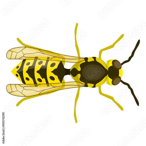 Wasp bee stripe wing flat