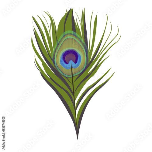 Feather peacock pattern illustration