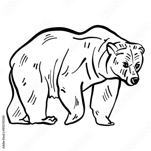 Bear fur grizzly sketch