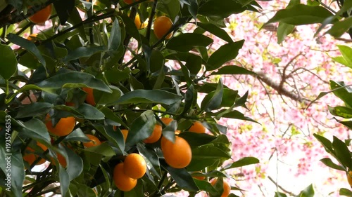 満開の桜を背景に美しく実る金柑のアップ

