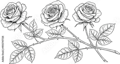 Hand drawn rose branch illustration with blooming flowers and detailed leaves in vintage botanical line art vector style