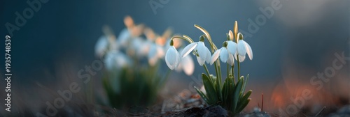 Snowdrop delicate white spring bloom in early morning meadow with soft backlight and pastel bokeh