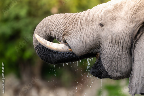 African elephant drinking from CHobe River in Chobe National Park, Botswana