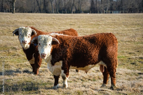 Hereford cows in a field