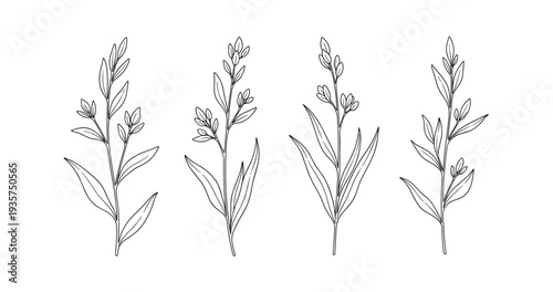 Botanical line art of simple flower stems with leaves
