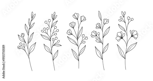 Elegant botanical illustration of five minimalistic floral stems on white