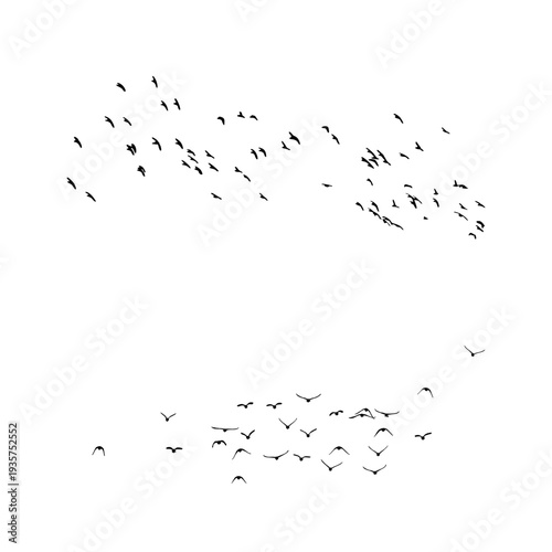 Group of migrating birds flying in formation silhouettes. Perfect for wildlife designs, sky illustrations and nature themed projects.