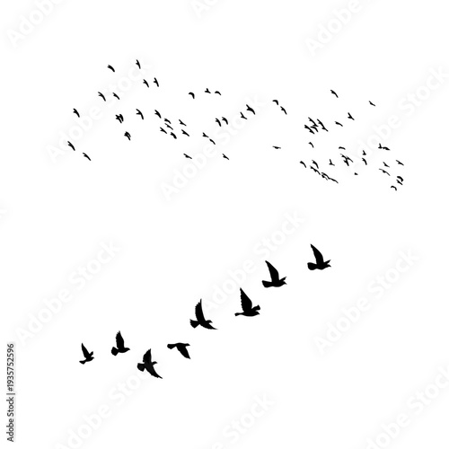 Flying bird silhouettes arranged in natural flock formations. Ideal for wildlife illustrations, sky backgrounds and nature themed design projects.