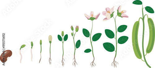 Bean plant life cycle stages from seed germination to flowering and pod formation botanical growth process educational vector illustration diagram