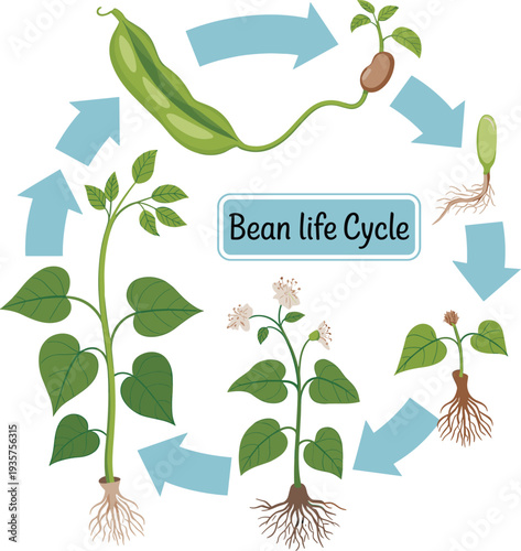 Bean plant life cycle diagram, seed germination sprout growth flower pod stages, botanical development process educational infographic vector illustration