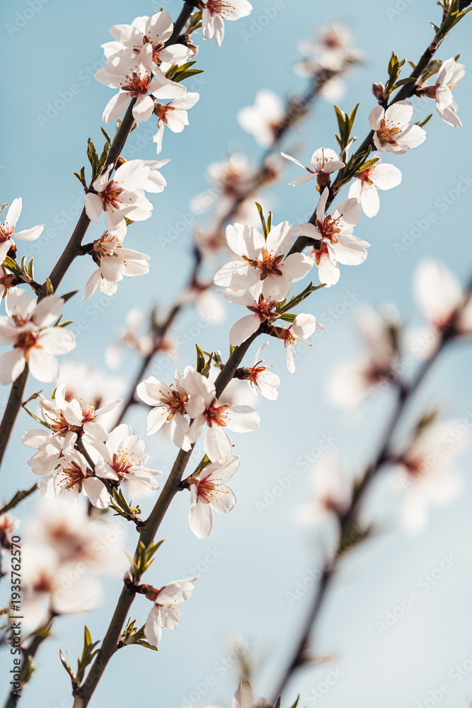 Obraz premium Blooming almond tree branches with delicate white flowers against blue sky for spring advertising wellness branding and organic skincare web design.