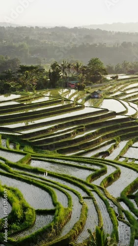 Stunning view of the sun shining over the Jatiluwih Rice Terraces, a UNESCO World Heritage site in Bali, Indonesia, showcasing the beauty of traditional Balinese agriculture. Vertical Shot