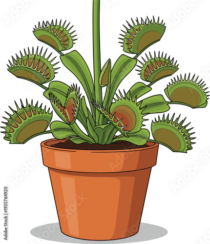 Vector illustration of a carnivorous Venus flytrap plant in a terracotta pot isolated on white background for botany
