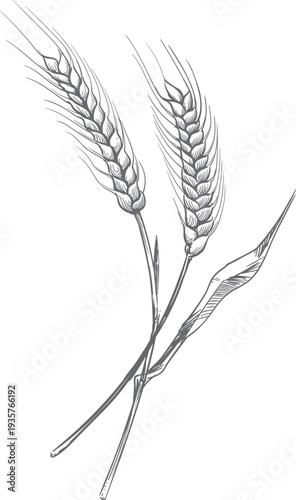 Cereal crop drawing. Farm plant ears engraving