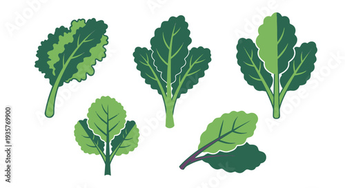 Kale Line art vector set abstract colorful illustration