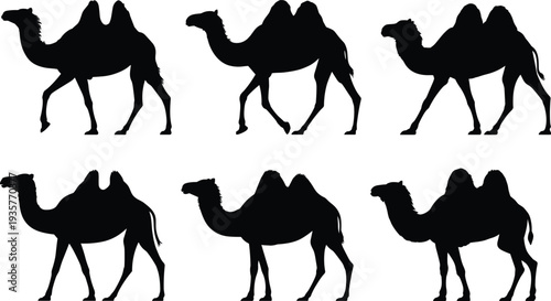 Camel silhouette collection, Bactrian camel illustration, desert animal artwork, wildlife graphic design, black nature pattern, nomadic transport decorative element